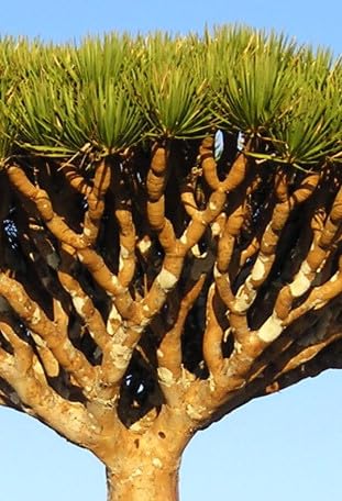 Neue frische 20 Stück Drachenblutbaumsamen von Aachondra