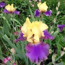 Neue frische 20 Stück Iris-Blumensamen von Aachondra