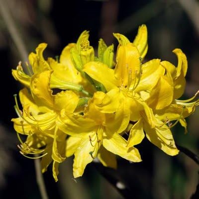 Neue frische 200 Stück Azaleen-Blumensamen von Aachondra