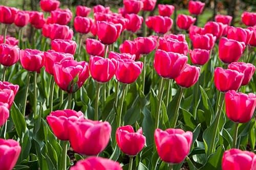 Neue frische 200 Stück Tulpenblumensamen von Aachondra