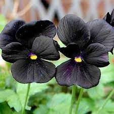 Neue frische 30 Stück Viola-Blumensamen von Aachondra
