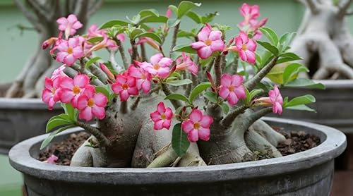 Neue frische 5 Stück echte Desert Rose Blumensamen Pflanzen von Aachondra
