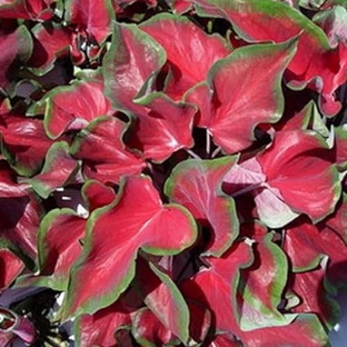 Neue frische 50 Stück Caladium-Blumensamen von Aachondra