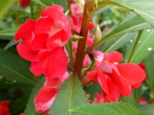 Neue frische 50 Stück Impatiens Balsamine Blumensamen von Aachondra