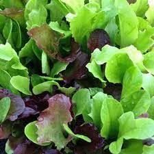 Neue frische 50 Stück Salat-Gemüsesamen von Aachondra