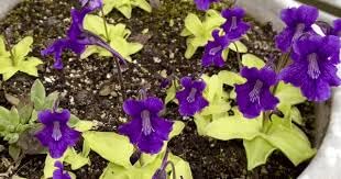 Neue frische 70 Stück Pinguicula Grandiflora Blumensamen von Aachondra