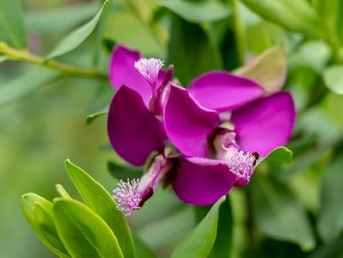 Neue frische 70 Stück Polygala myrtifolia Blumensamen von Aachondra