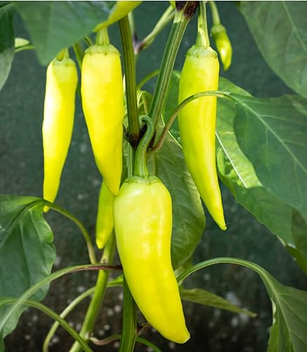 Neue frische 8 Stück Pfeffer-, Paprika-, Cayennepfeffer-Gemüsepflanzensamen von Aachondra