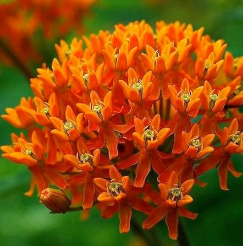 Neue frische 80 Stück Asclepias-Blumensamen Neue frische 80 Stück Asclepias-Blumensamen von Aachondra