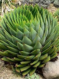 Aamish 10 Aloe polyphylla saftige Pflanzensamen von Aamish