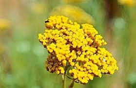 Aamish 10 Immortelle Blumensamen von Aamish