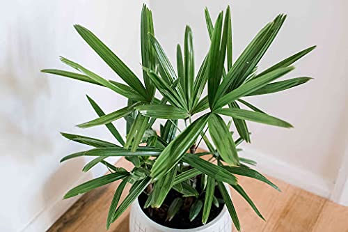 Aamish 10 Stück Rhapis excelsa Palmenpflanze von Aamish