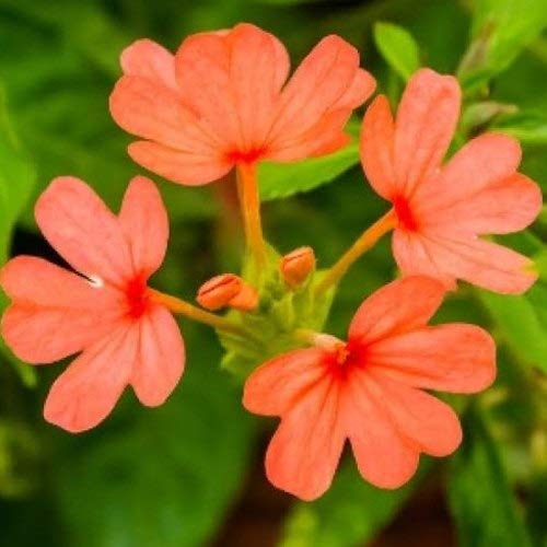 Aamish 100 Stück Crossandra Blumensamen von Aamish