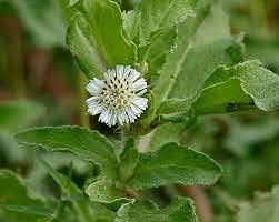 Aamish 100 Stück Eclipta prostrata YERBA Blumensamen von Aamish