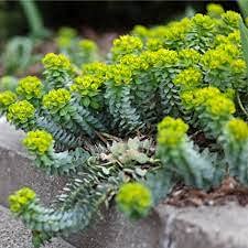 Aamish 100 Stück Euphorbia myrsinites saftige Samen von Aamish