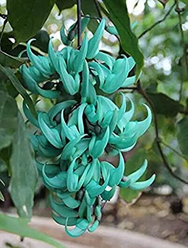 Aamish 100 Stück Jade Vine 'Strongylodon Macrobotrys' Blumensamen Aamish 100 Stück Jade Vine 'Strongylodon Macrobotrys' Blumensamen von Aamish