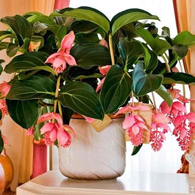 Aamish 100 Stück Medinilla Magnifica Bonsai Blume Pflanze von Aamish