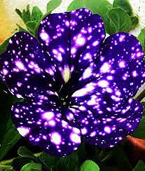 Aamish 100 Stück Petunia 'Night Sky Blue' Blumensamen von Aamish