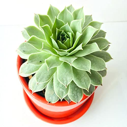 Aamish 100 Stück Sempervivum Tectorum Pflanze von Aamish