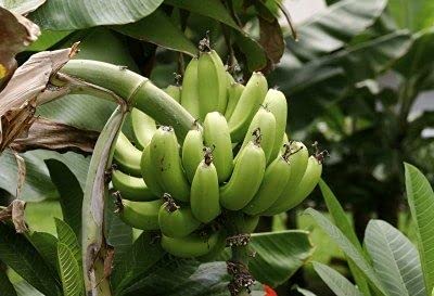 Aamish 100 Stück Wegerich Bananenbaum Samen von Aamish