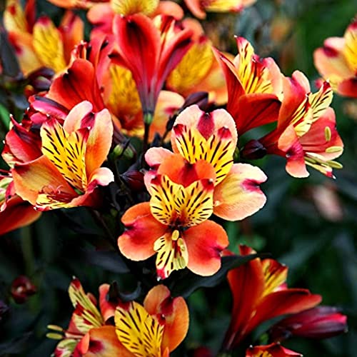 Aamish 15 Stück Alstroemeria Lily Flower Seeds von Aamish