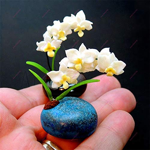 Aamish 15 Stück Mini Orchidee Blumensamen von Aamish