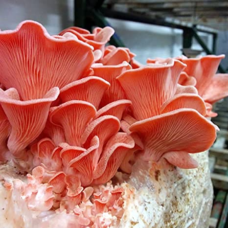 Aamish 15 Stück Oyster Pink Mushroom Gemüsesamen von Aamish