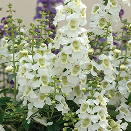 Aamish 15 Stück weiße Angelonia Blumensamen von Aamish