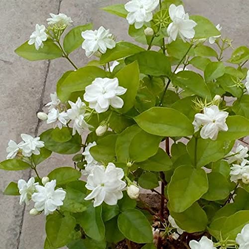 Aamish 20 Stück Jasminum Sambac Jasmin Blumensamen von Aamish