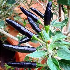 Aamish 25 Stück Black Cobra Pepper Seeds von Aamish