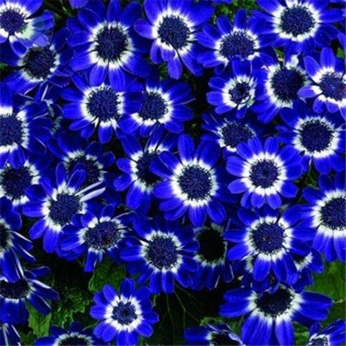 Aamish 30 Stück Blue Eyed Daisy Seeds Osteospermum Blumensamen von Aamish