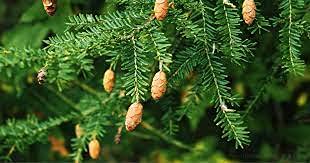 Aamish 30 Stück Eastern Hemlock Tree Seeds von Aamish