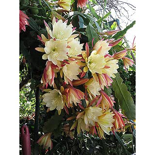 Aamish 40 Stück Epiphyllum Blumensamen von Aamish