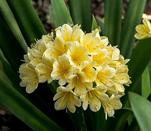 Aamish 40 Stück gelbe Clivia-Blumensamen von Aamish