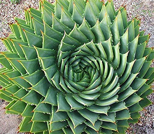 Aamish 5 Stück Aloe Polyphylla SELTENE Sukkulente von Aamish