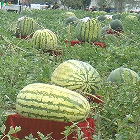 Aamish 50 Stück Riesen-Wassermelonen-Fruchtsamen von Aamish