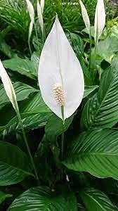 Aamish 50 Stück Spathiphyllum Friedenslilie Pflanzensamen von Aamish