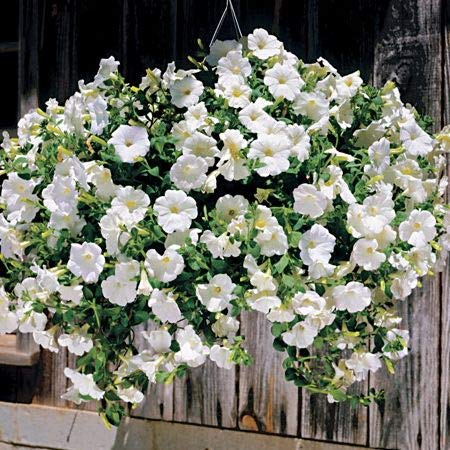 Aamish 80 Stück weiße hängende Petunien-Blumensamen von Aamish