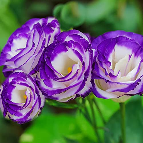 Aamish Eustoma mehrjährige Pflanzensamen von Aamish