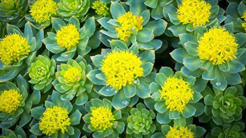 Aamish Rhodiola rosea Pflanze Samen von Aamish