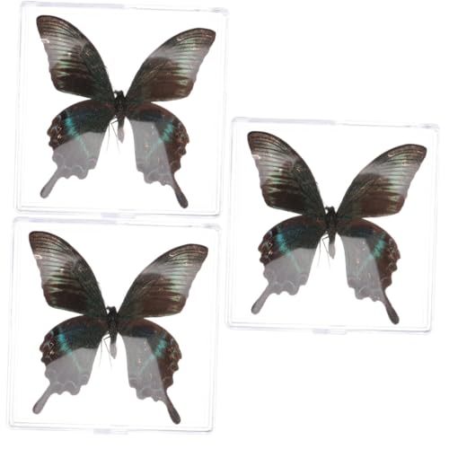 Abaodam 3st Schmetterlings-Exemplar Schmetterlings-Souvenir Schmetterling Zum Aufhängen An Der Wand Schmetterlingssammlung Schmetterlingspräparate Plastik Schreibtisch Probe Student von Abaodam