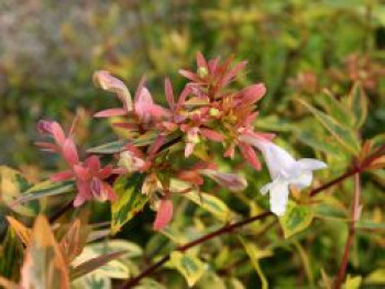 Abelie 'Kaleidoscope', 20-30 cm, Abelia x grandiflora 'Kaleidoscope', Containerware von Abelia x grandiflora 'Kaleidoscope'