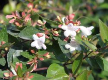 Großblütige Abelie, 20-30 cm, Abelia x grandiflora, Containerware von Abelia x grandiflora