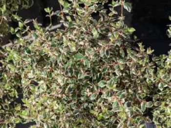 Abelie 'Magic Daydream', 30-40 cm, Abelia x grandiflora 'Magic Daydream', Containerware von Abelia x grandiflora 'Magic Daydream'
