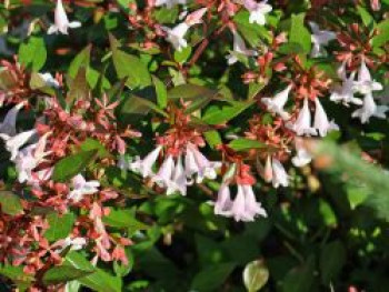 Großblütige Abelie, 30-40 cm, Abelia x grandiflora, Containerware von Abelia x grandiflora