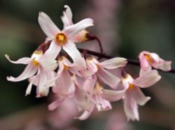 Rosenforsythie 'Roseum', 60-80 cm, Abeliophyllum distichum 'Roseum', Containerware von Abeliophyllum distichum 'Roseum'