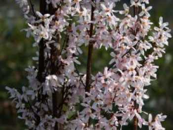 Schneeforsythie, 40-60 cm, Abeliophyllum distichum, Containerware von Abeliophyllum distichum