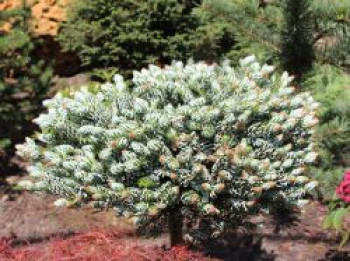 Eissilberne Zwerg-Lockentanne / Koreatanne 'Kohouts Icebreaker' ®, 10-20 cm, Abies koreana 'Kohouts Icebreaker' ®, Containerware von Abies koreana 'Kohouts Icebreaker' ®