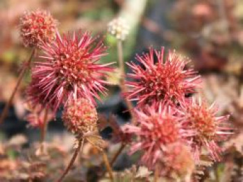 Braunrotes Stachelnüsschen 'Kupferteppich', Acaena microphylla 'Kupferteppich', Topfware von Acaena microphylla 'Kupferteppich'