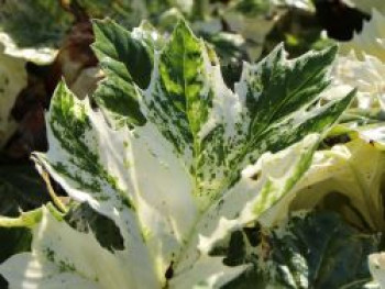 Weiche Bärenklaue 'Tasmanian Angel', Acanthus mollis 'Tasmanian Angel', Topfware von Acanthus mollis 'Tasmanian Angel'
